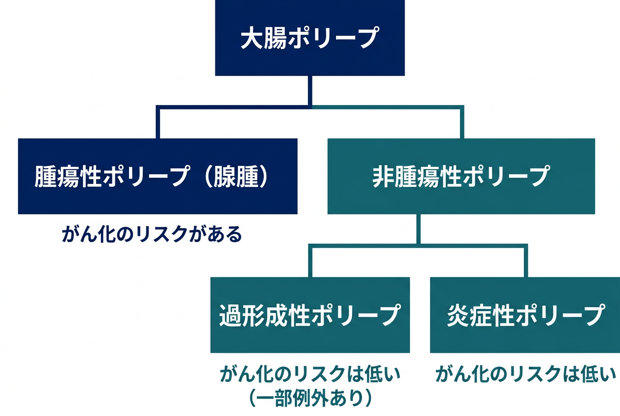 大腸ポリープの分類を示す図。腫瘍性ポリープ（腺腫）はがん化のリスクがあり、非腫瘍性ポリープ（過形成性ポリープ・炎症性ポリープ）はがん化のリスクが低いことを表す分類図